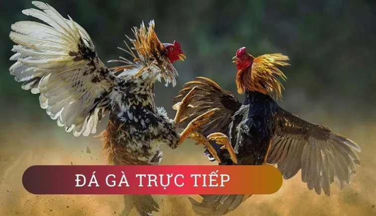Cách chơi Đá Gà GA28 tại AZ888 an toàn hiệu quả dễ thắng 2 Cách chơi Đá Gà GA28 tại AZ888 an toàn hiệu quả dễ thắng