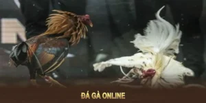 Cách chơi Đá Gà GA28 tại AZ888 an toàn hiệu quả dễ thắng 2 Cách chơi Đá Gà GA28 tại AZ888 an toàn hiệu quả dễ thắng