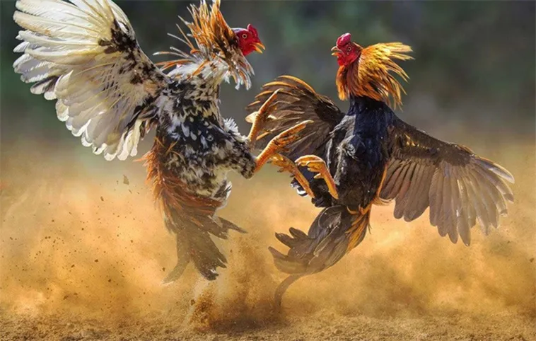 Cách chơi Đá Gà WS168 tại AZ888 an toàn hiệu quả chi tiết 2 Cách chơi Đá Gà WS168 tại AZ888 an toàn hiệu quả chi tiết
